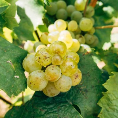 image-copyright-1-890x664